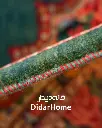فرش دستباف بیجار طرح هزارگل شش متری