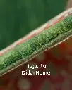 فرش دستباف قشقایی طرح ترنجی شش متری