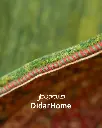 فرش دستباف قشقایی طرح ترنجی ۴/۴۳ متری