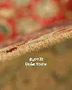 فرش دستباف مدرن تبریز طرح ترنجی ۷/۸۶ متری