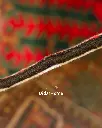 فرش دستباف آنتیک بختیاری طرح خشتی ۴/۹۶ متری