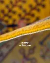 فرش دستباف قشقایی طرح درخت زندگی ۶/۴۰ متری